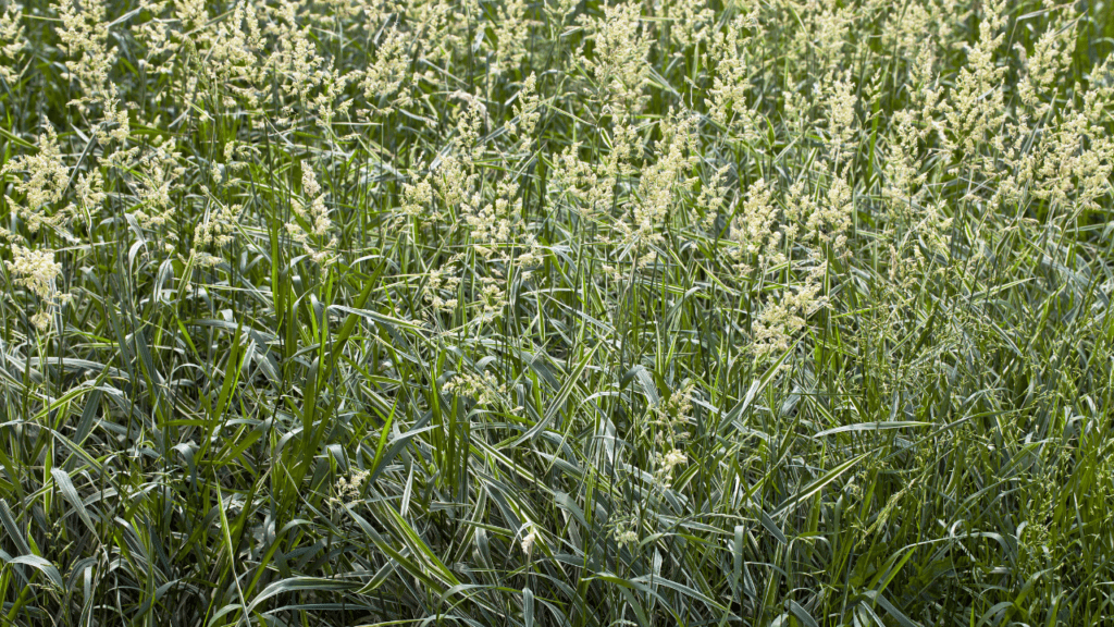 Grasses Sedges And Rushes Lewis Ginter Botanical Garden