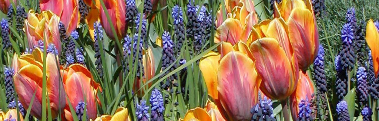 Grape hyacinths and tulips