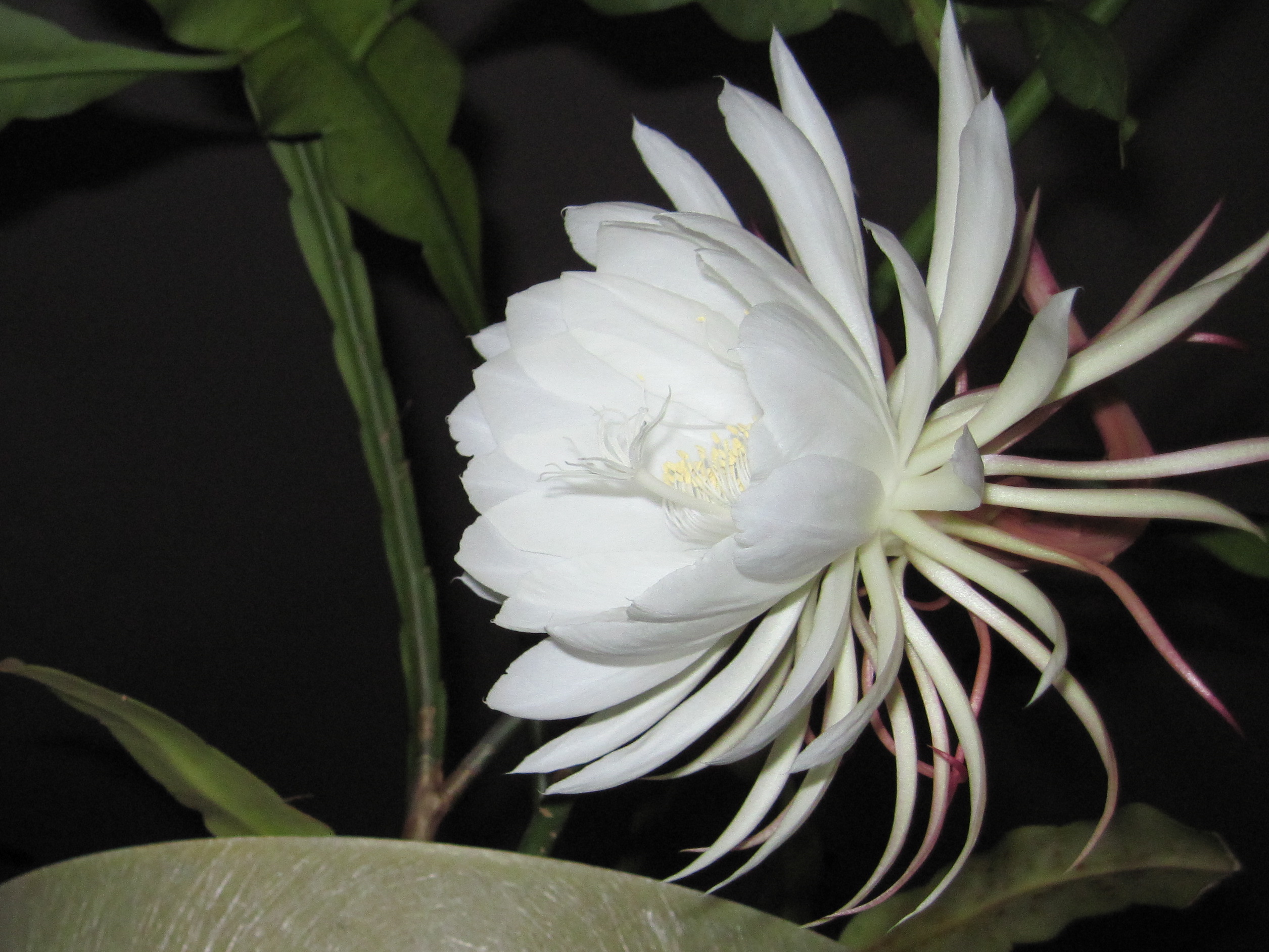 Photographing a night blooming cereus: What it took to get this shot