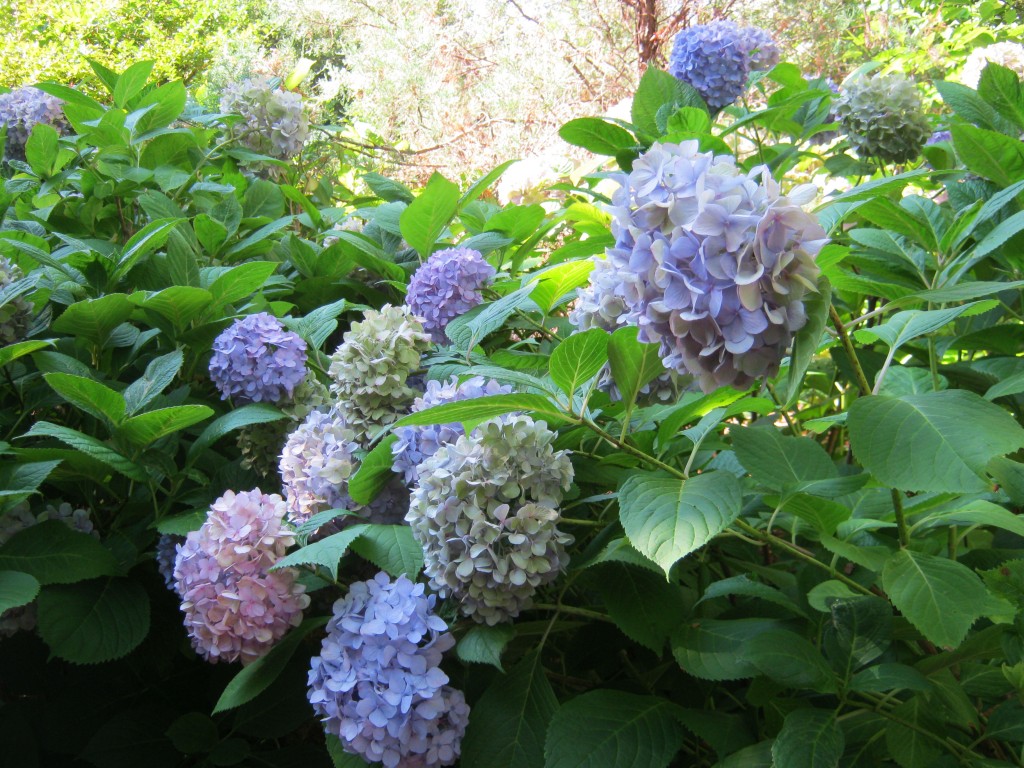 The classic “Nikko Blue” hydrangea has a striking mophead bloom whose color can be manipulated by altering the soil pH.
