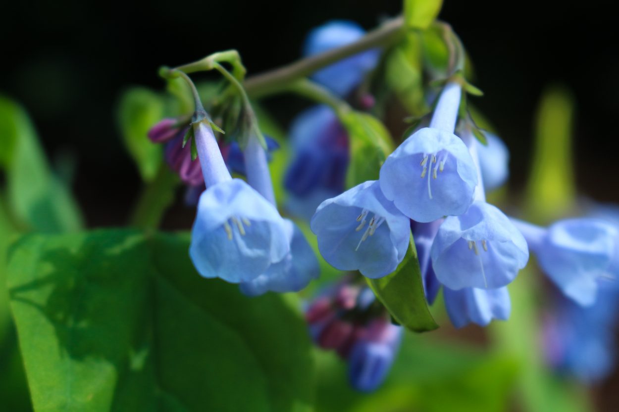 Virginia Blue Bells - Lewis Ginter Botanical Garden