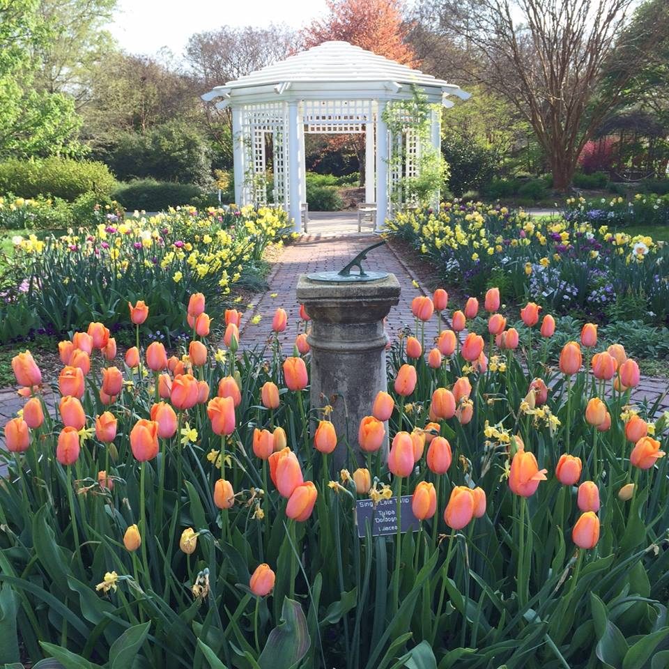 Walk the Garden to explore tulips in Grace Arents Garden