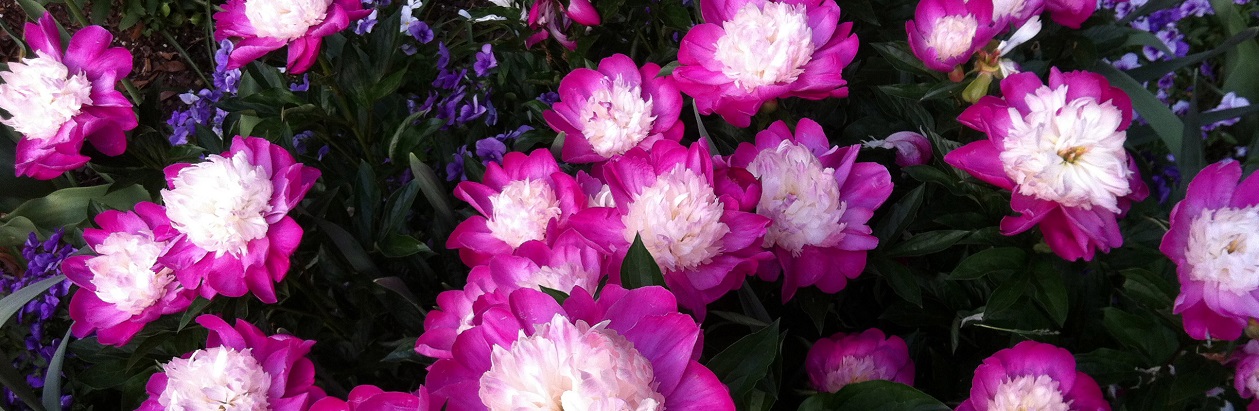 Paeonia lactiflora 'Gay Paree' typically blooms around National Public Gardens Day