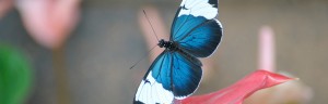 Cydno Longwing butterfly photo by Don Williamson