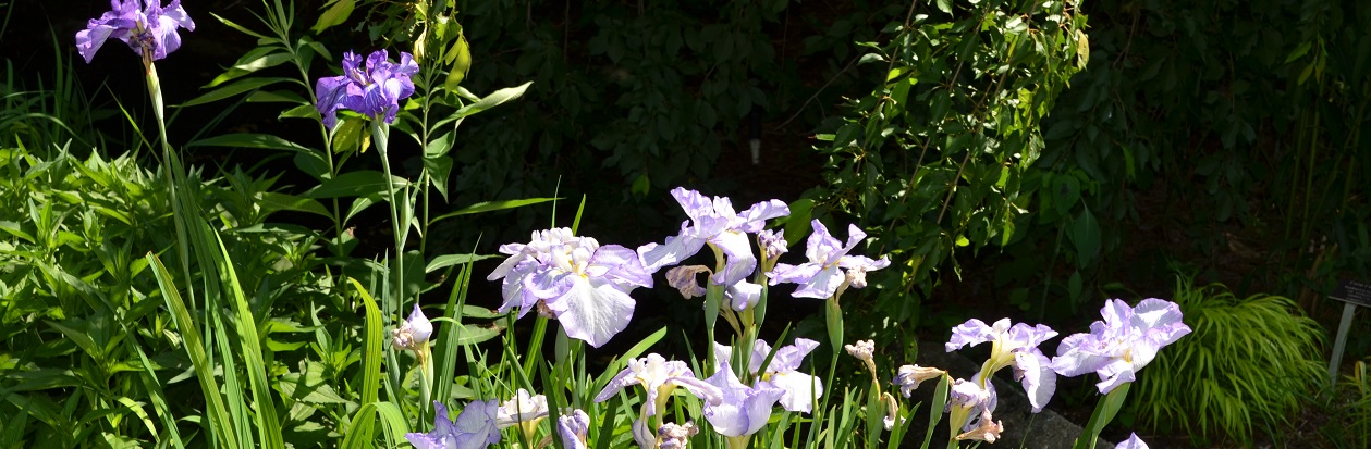 June Ginter in the Morning