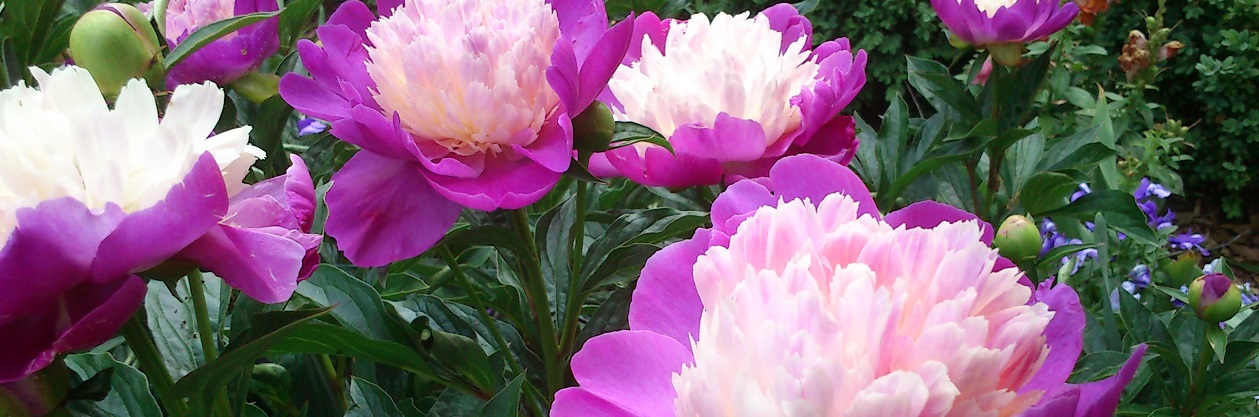 Peonies - May Blooms in the Garden pictured Paeonia lactiflora 'Gay Paree'