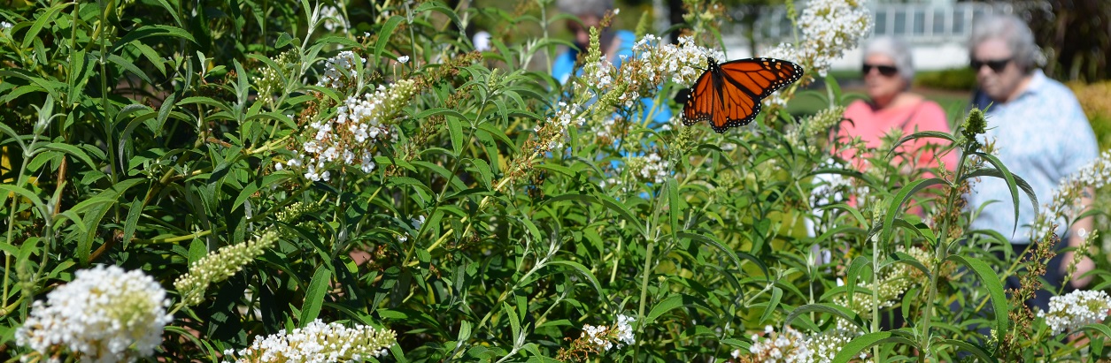 Monarch Butterfly in the Garden