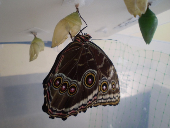 https://www.lewisginter.org/wp-content/uploads/2015/05/Butterfly.jpg