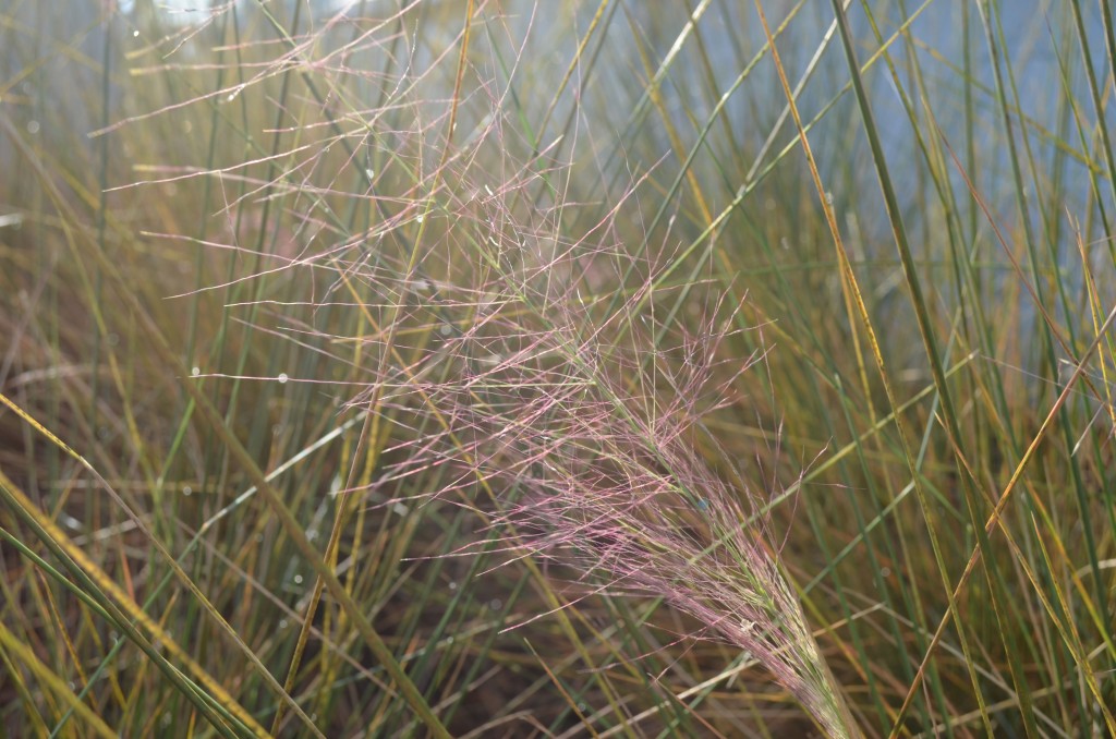 Grasses, Sedges, and Rushes