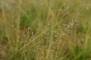 Native Grass & Sedges - Lewis Ginter Botanical Garden