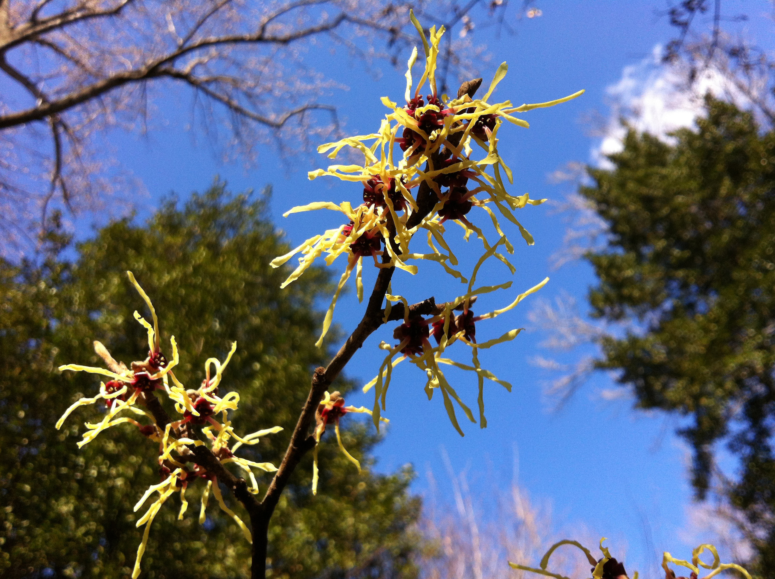 Witch Hazel