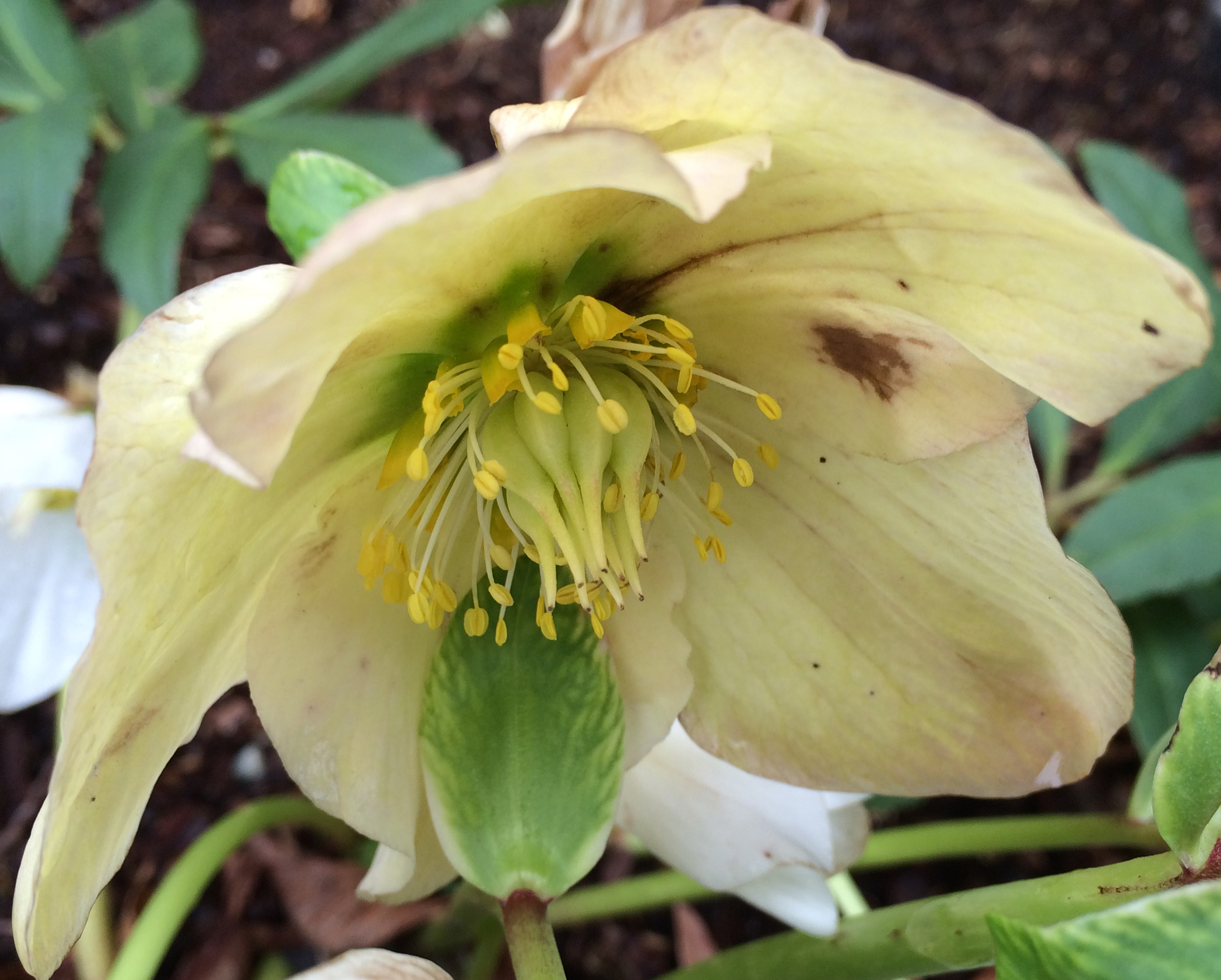 helleborus-josef-lemper - Lewis Ginter Botanical Garden