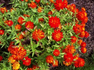 zinnia