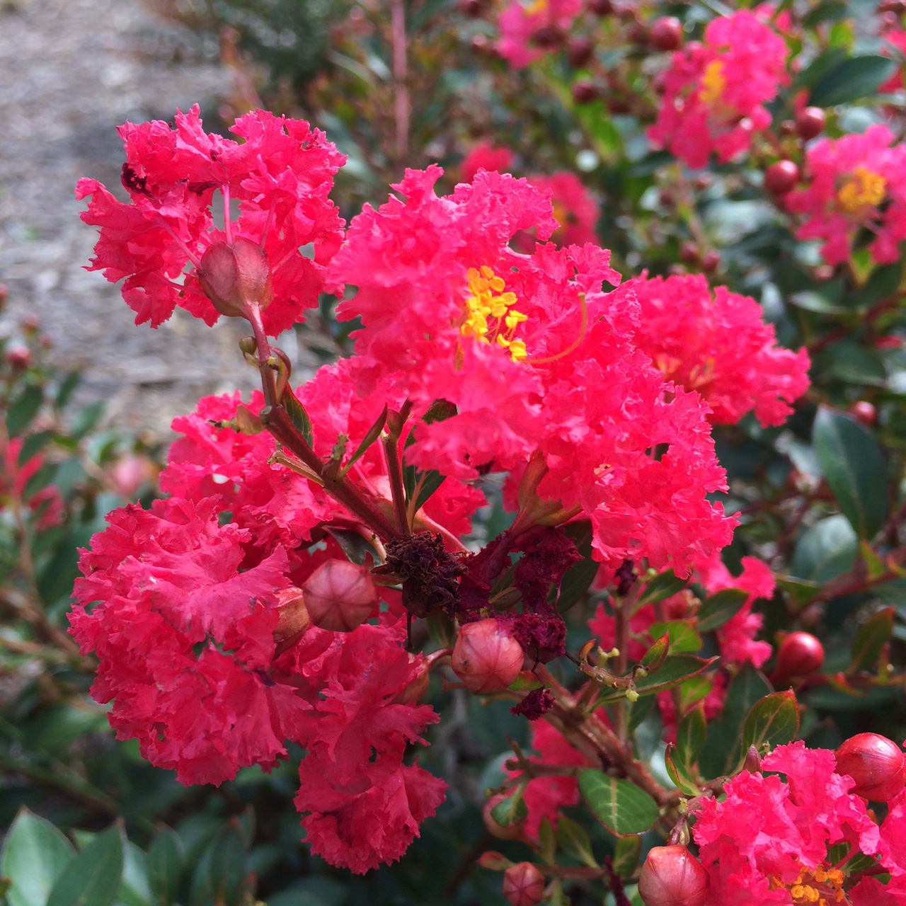 dwarf crepe myrtle Lagerstroemia indica 'Gamad I' Cherry Dazzle - Lewis ...