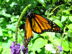 Adult monarch (Danaus plexippus) butterfly resting on purple flower.