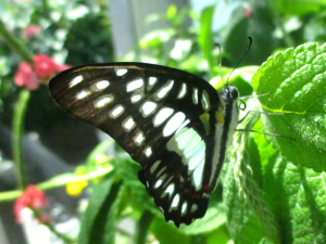 Common jay (Graphium doson) in the dorsal sunning position