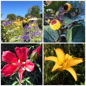 Pictured below (clockwise from top left) is Bluebeard (Caryopteris x clandonensis 'Janice' Lil' Miss Sunshine (TM), Peek-a boo plant or Spilanthes oleraeae, also sometimes callers toothache plant, Scarlet rose mallow (Hibiscus coccineus) and a day lily.