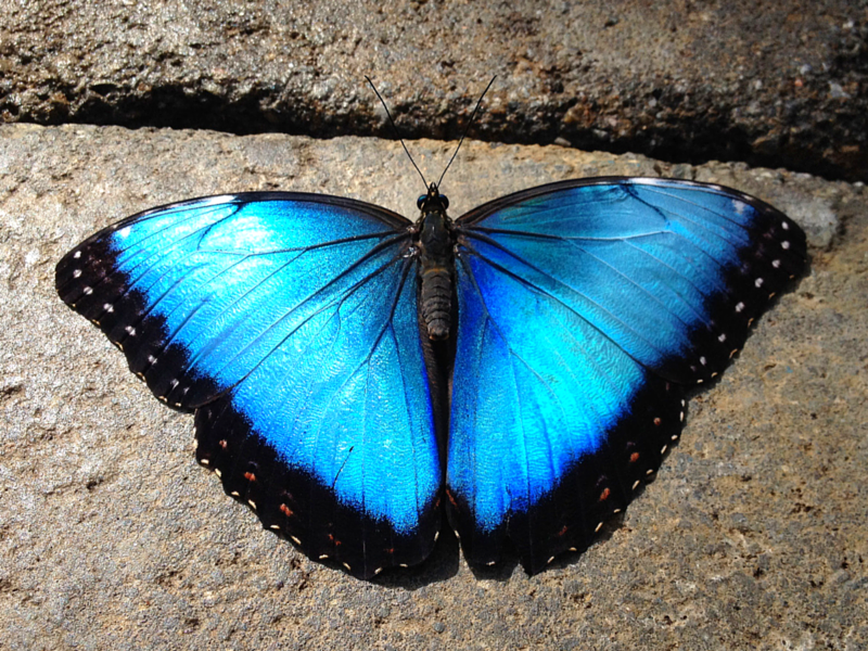 30 Beautiful Facts About Butterflies - The Fact Site