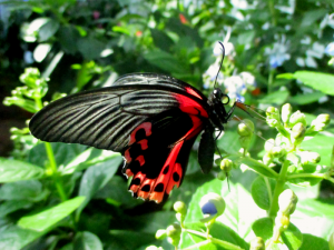 Scarlet mormon (Papilio rumanzovia) lateral basking while perched on flower