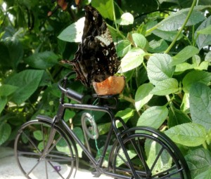 Silver-studded leafwing (Hypna clytemnestra) on black bike