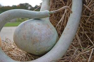 Dipper Gourd- Lagenaria siceraria ‘Dipper’
