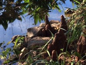 cypress knees around Sydnor Lake