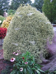 The sight that stopped me in my tracks - the unassuming variegated boxwood covered in spider webs.