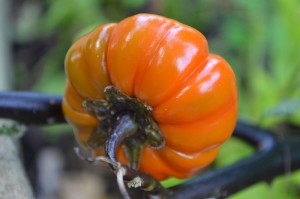 Pumpkin-on-a-stick- Solanum aethiopicum