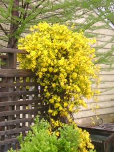 Jessamine vines boast bright yellow flowers that beautifully cascade down fences or trellises.