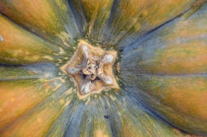 Pumpkin- Cucurbita moschata ‘Musquee de Provence