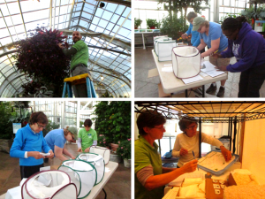 Butterfly Curators performing roundup duties from top left continuing clockwise: Matthew Daniel checks for butterflies in hanging baskets; Sherry Geise, Lisa Shiffert, and Jahneakia Bower record captured butterflies; Caroline Meehan and Sherry Geise package remaining chrysalids; Sherry Geise, Lisa Shiffert, and Caroline Meehan place butterflies in envelopes for shipping.