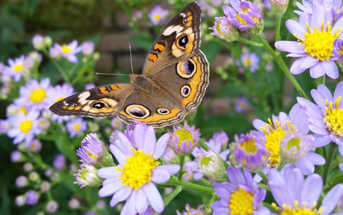 Planting For Pollinators - Lewis Ginter Botanical Garden