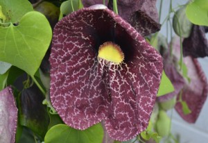 The tropical calico flower (Aristolochia littoralis), a twining evergreen vine, is pollinated by flies that are attracted to its pungent odor.