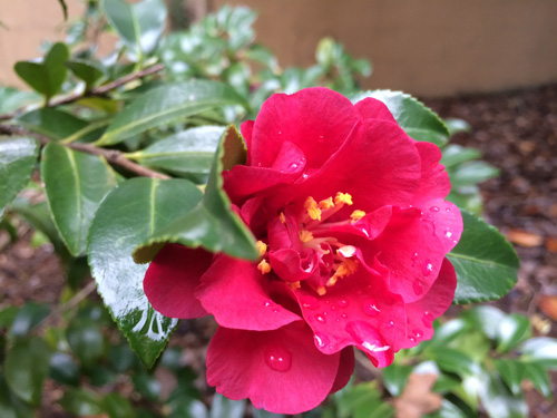 Camellia sasanqua 'Hot Flash' 500 - Lewis Ginter Botanical Garden