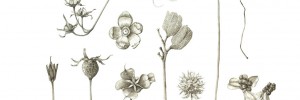 Lara Call Gastinger Botanical Illustration