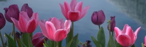 Tuleps April Blooms