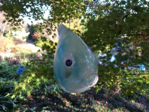 Blue nose fish