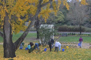 People picking up fruit from the ginkgo tree.