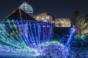 Peacock at Dominion GardenFest of Lights