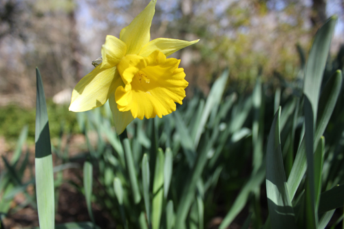 Rijnveld's Early Sensation Daffodil Narcissus 500 Flagler - Lewis ...