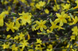 yellow winter jasmine blooms