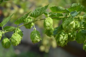 hops! Backyard brewing is a big trend for 2016