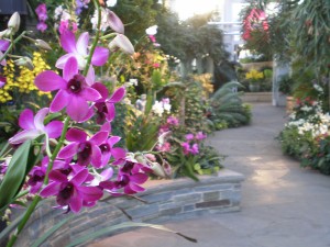 Conservatory Orchid Wing with fuchsia orchids