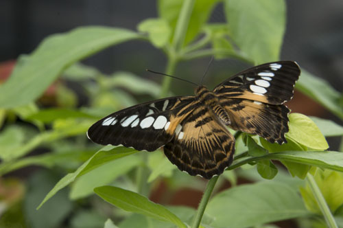 Colonial Trail Metal Butterfly holiday decoration - Lewis Ginter