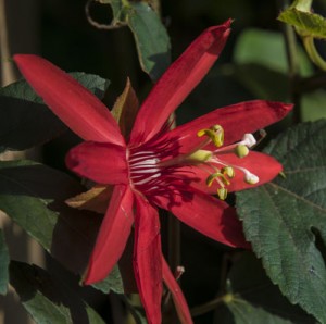 Passiflora coccinea or red passion flower
