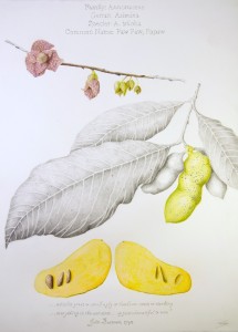 An illustration of yellow pawpaw fruit, its delicate maroon flowers, and large almond-shaped leaves.