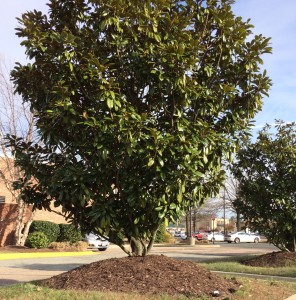 A magnolia tree with a mulch "volcano" at a nearby shopping center.