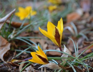 side view of Crocus with yellow and purple