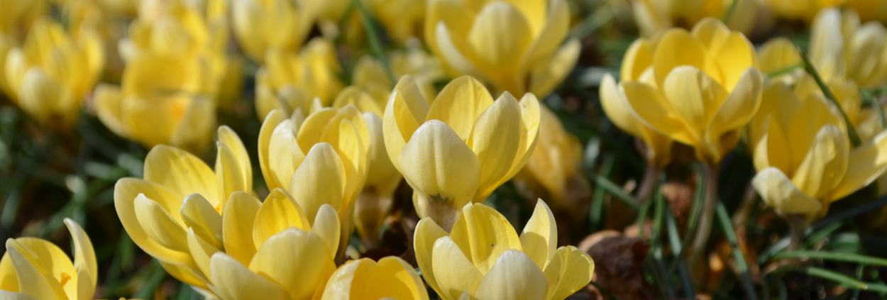 yellow crocus 1250 400 - Lewis Ginter Botanical Garden