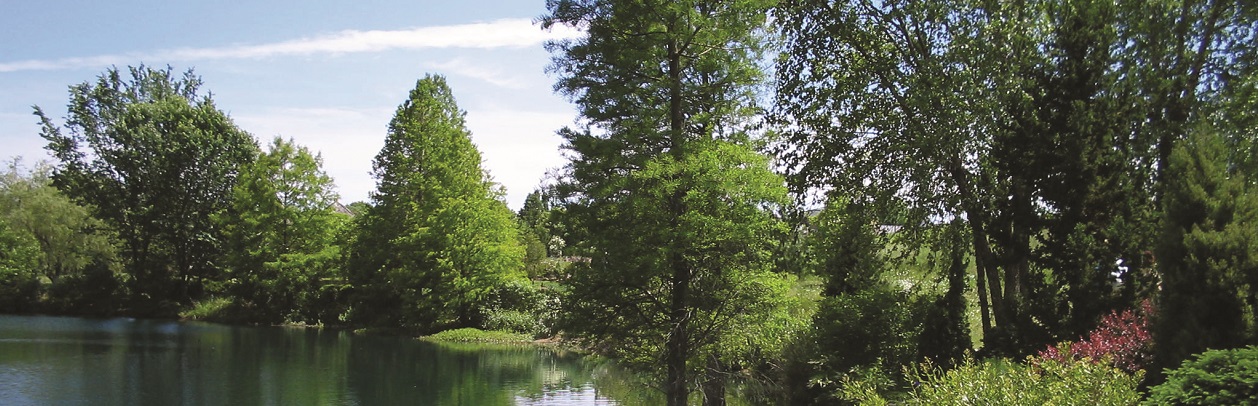 Trees Themed Walk